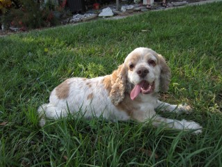 Willow